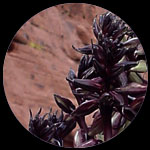 yucca