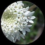 white flower