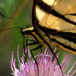 Butterfly Bryce Canyon UT
